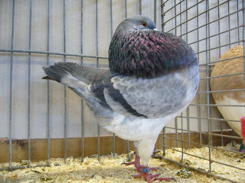 Ortsschau Langenberg 2008 105.jpg - Amsterdamer Kröpfer blauschimmel von Walter Dirkwinkel Preis HV 96 SE